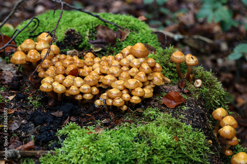 the image shows some kuehneromyces in a wood