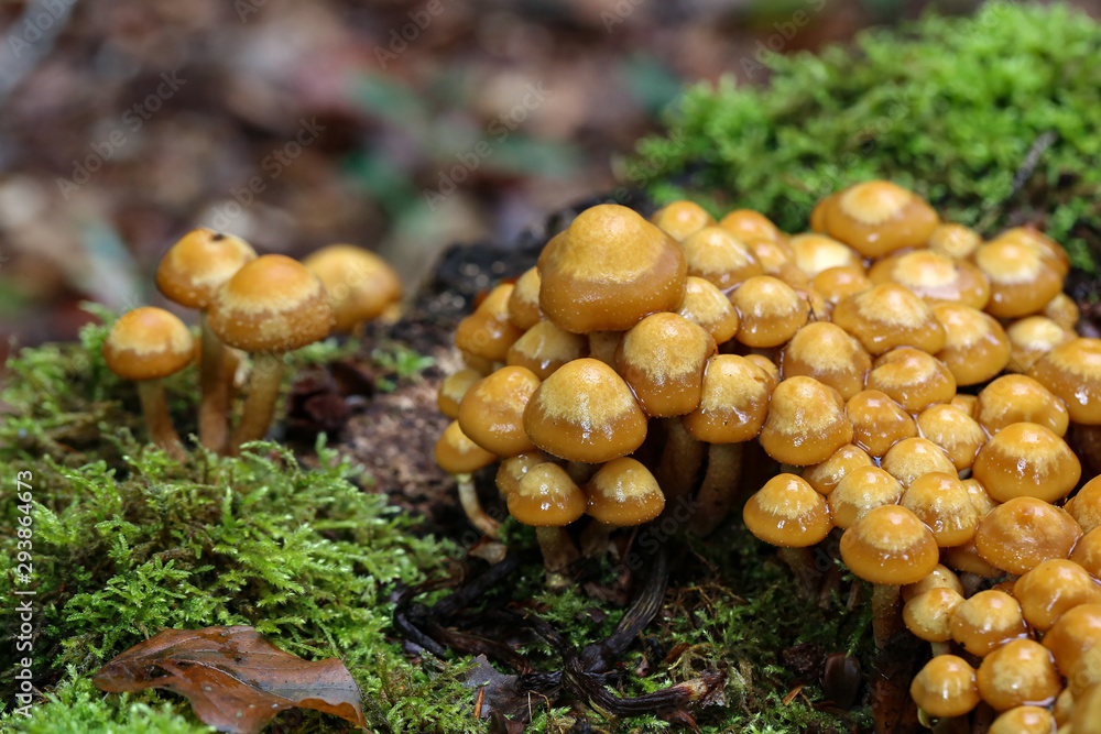 the image shows some kuehneromyces in a wood the image shows some kuehneromyces in a wood
