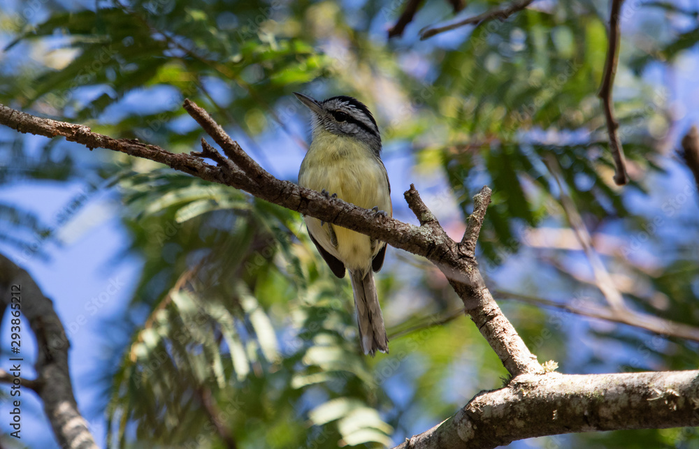 Bird on a branch looking down Bird on a branch looking down