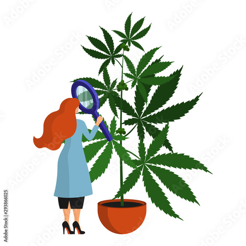 Female scientist, botanist studys and analyzes the cannabis plant in the laboratory. Isolated object on white background