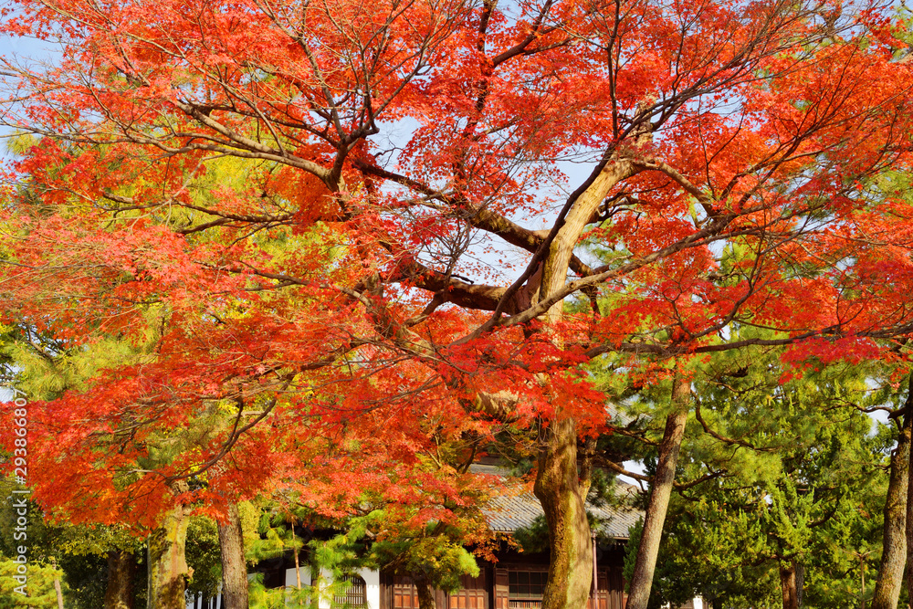 Fototapeta premium 建仁寺の紅葉