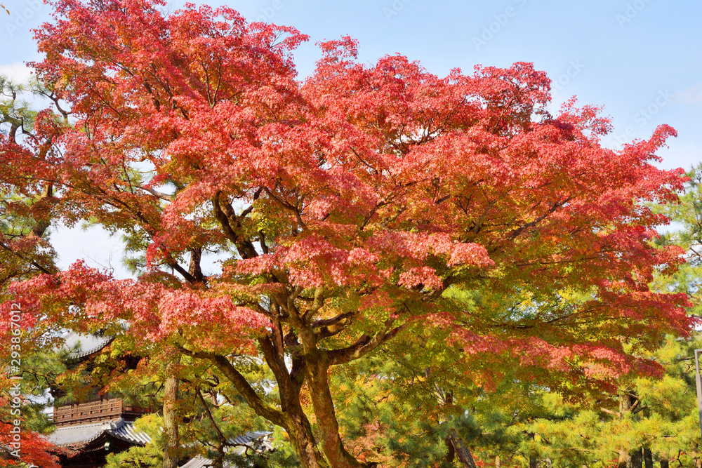 Naklejka premium 建仁寺の紅葉