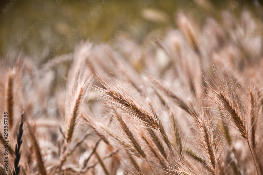 Fototapeta premium Golden ripe ears of wheat in field, soft focus.