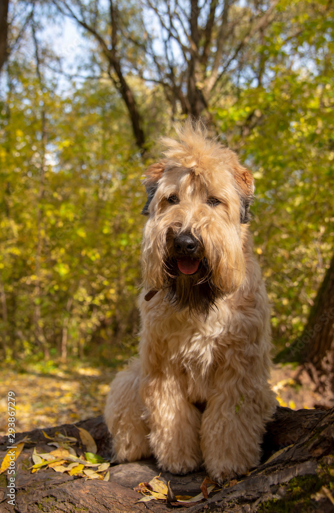 The Irish wheaten soft-coated Terrier sits on a tree trunk in the autumn forest.