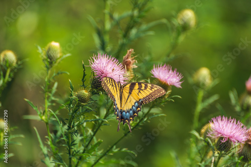 eastern tiger swallowtail butterfly (papilio glaucus) and bumblebees feeding on thistle flowers in the Fall