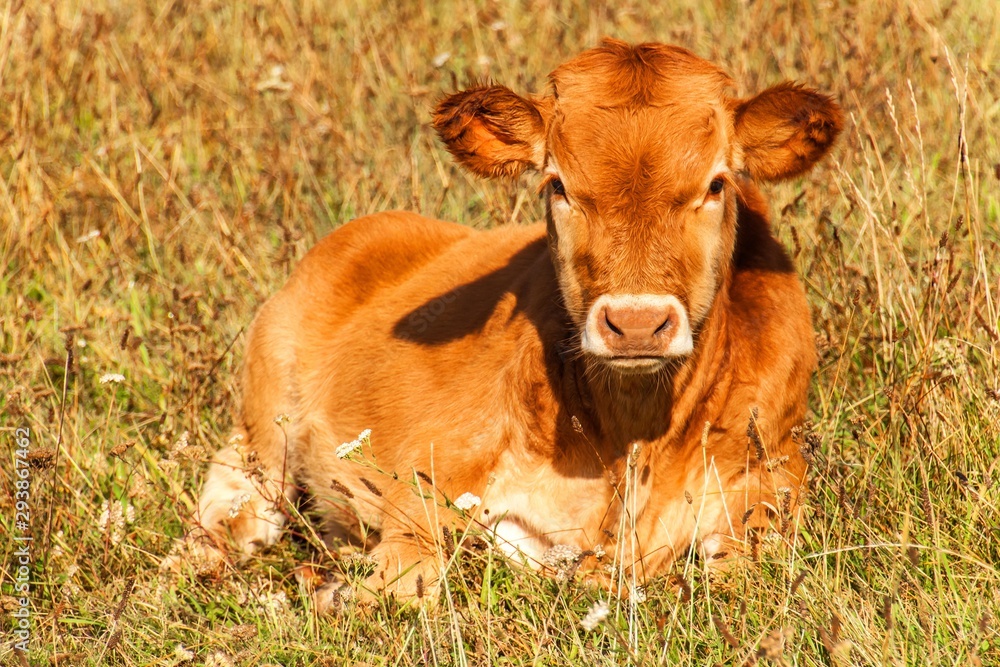 Young calf. Bulls on pasture in Czech Republic - Europe. Beef production. Cattle breeding on the farm. Young calf. Bulls on pasture in Czech Republic - Europe. Beef production. Cattle breeding on the farm.