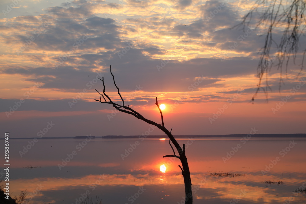 Naklejka premium Dead tree in the water against the sunset.The sun is above the horizon and the illuminated sky with clouds mirrored on the smooth surface of the lake.A great end to the day.Exclusive picture of nature