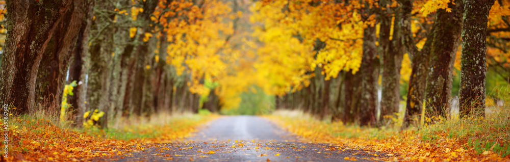 asphalt road with beautiful trees in autumn - obrazy, fototapety, plakaty 