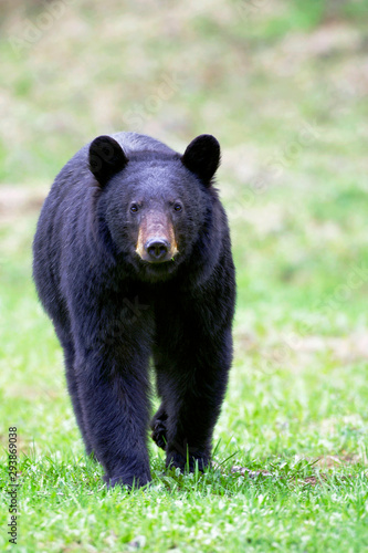 Black Bear walking in meadow towards viewer.
