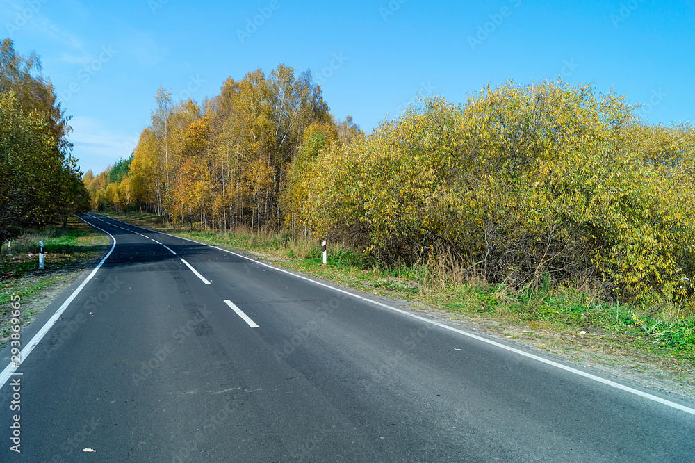 Asphalted road in autumn wood