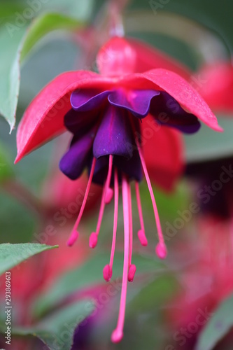Fuchsie Dollarprinzessin