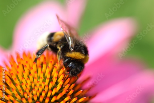 Fleißige Hummel