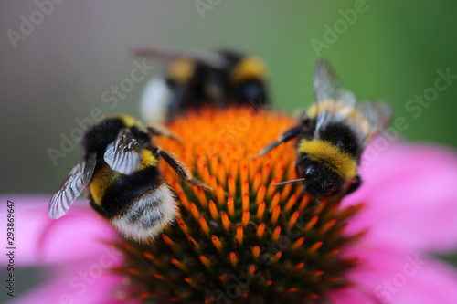 Hummel Trio
