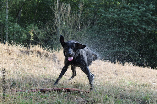 Frecher Hund