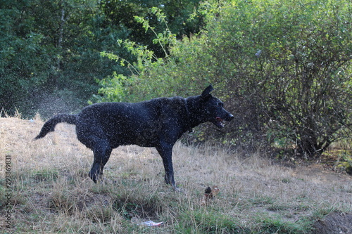 Hund nach dem Sonnenbad
