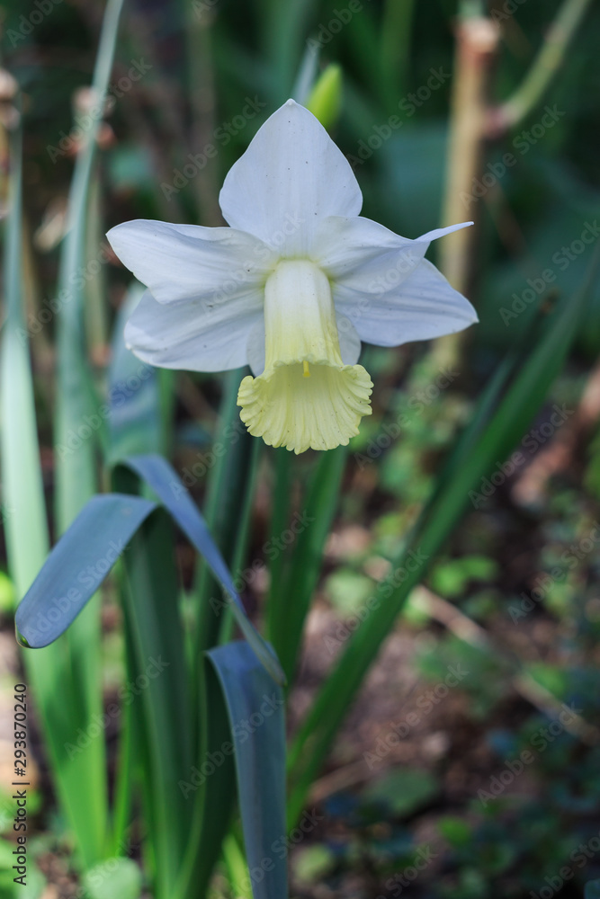 Fototapeta premium daffodil in the garden