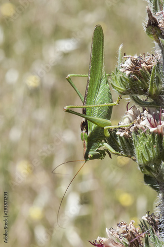 Tettigonia viridissima great green bush-cricket grasshopper or cricket bush of large size and mimetic green with the surroundings © JUANFRANCISCO