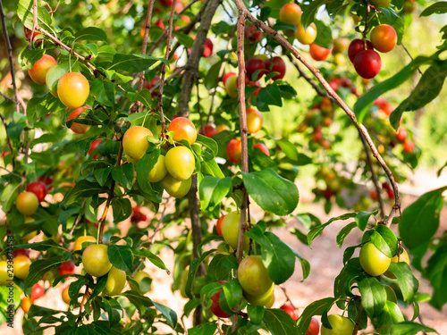 Pretty fruits hanging from the branches of a tree, Maribel Plums, surrounded by green leaves