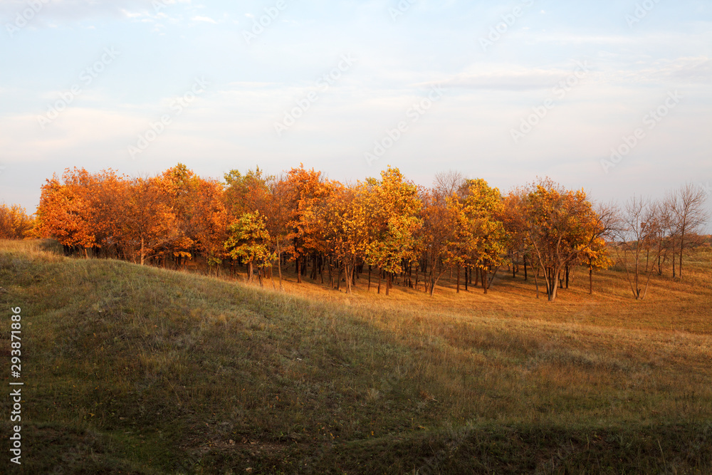 autumn deciduous forest behind the hills lit by the sun