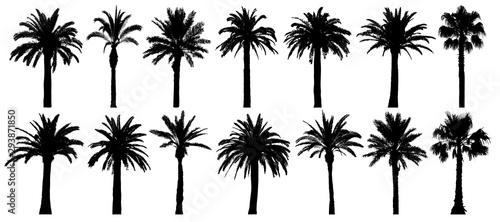 Palm trees silhouette. Vector set tropical trees. Isolated on white background