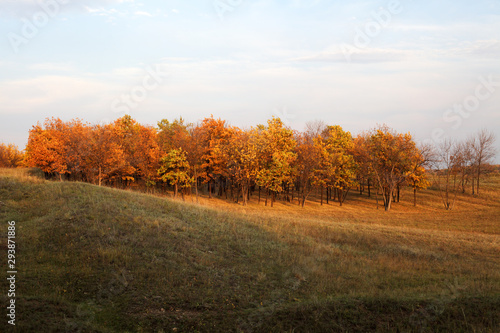 autumn deciduous forest behind the hills lit by the sun
