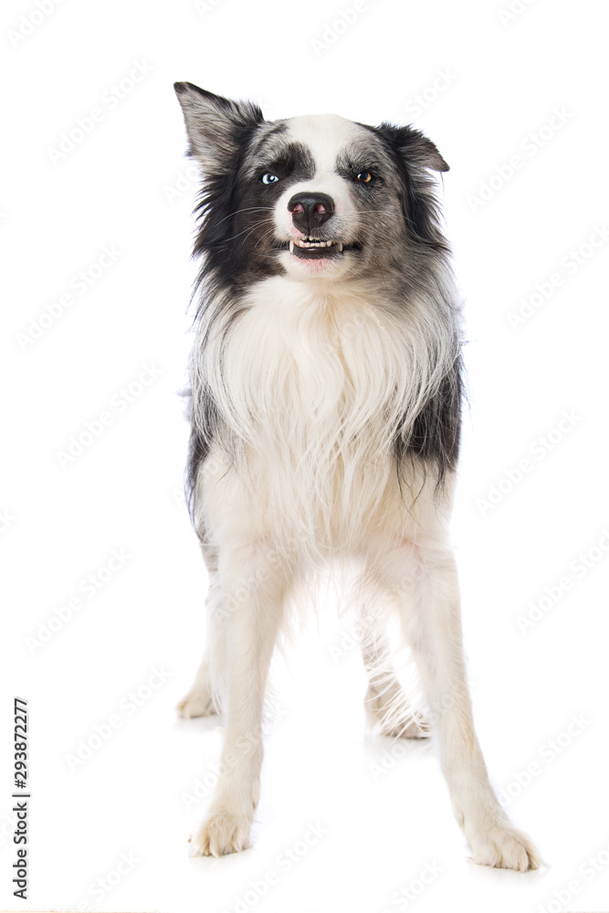 Border collie dog makes a grimace, on white background
