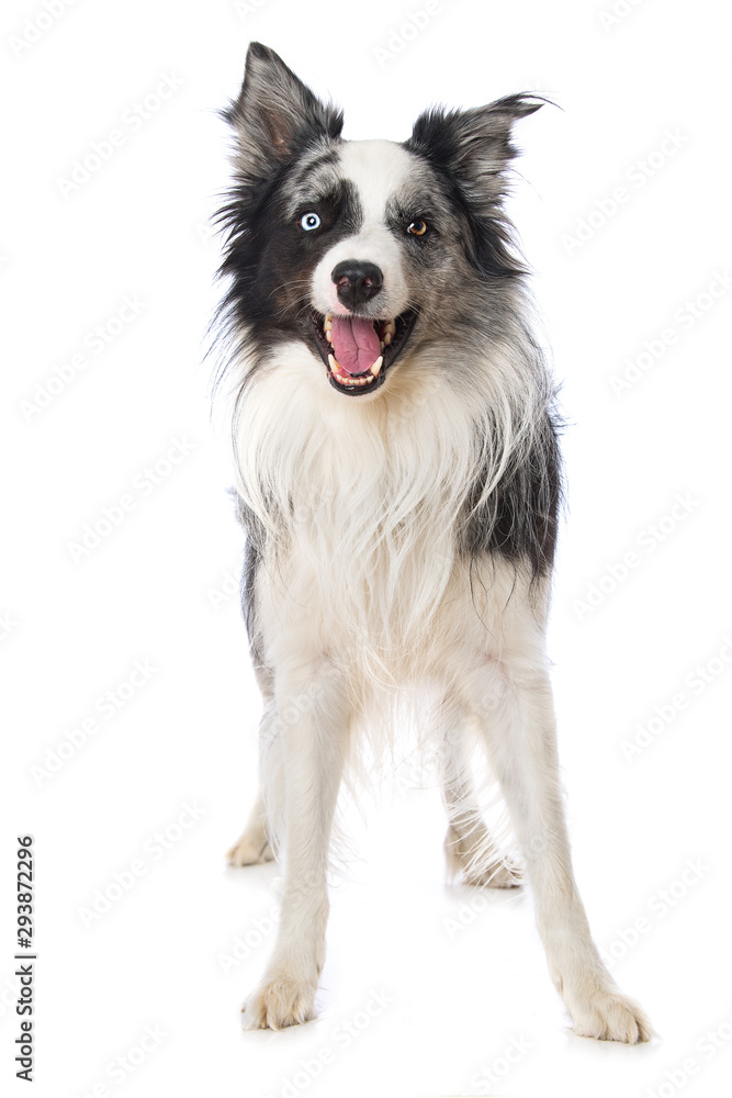 Happy border collie dog on white background