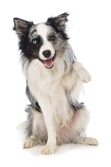Border collie dog on white background lift the paw