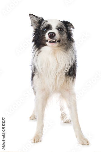 Border collie dog makes a grimace, on white background © DoraZett