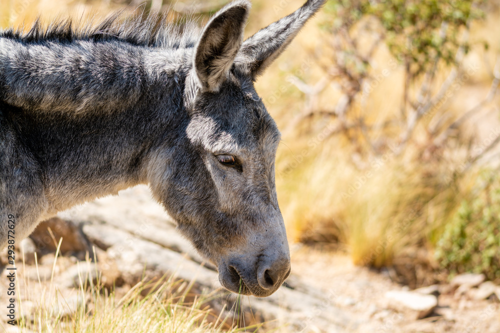 Portrait of a gray donkey in the field while feeding, short shot Portrait of a gray donkey in the field while feeding, short shot