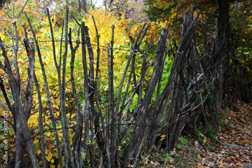 Fence of dry tree branches background