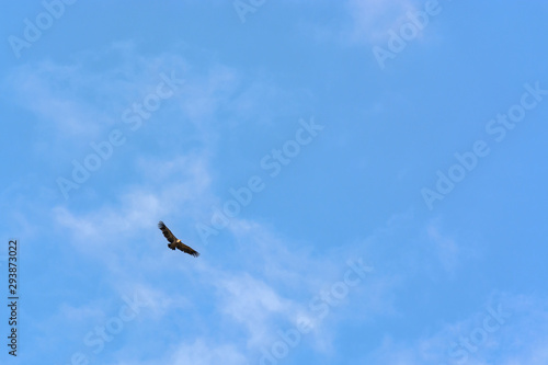A vulture Flying in a blue sky