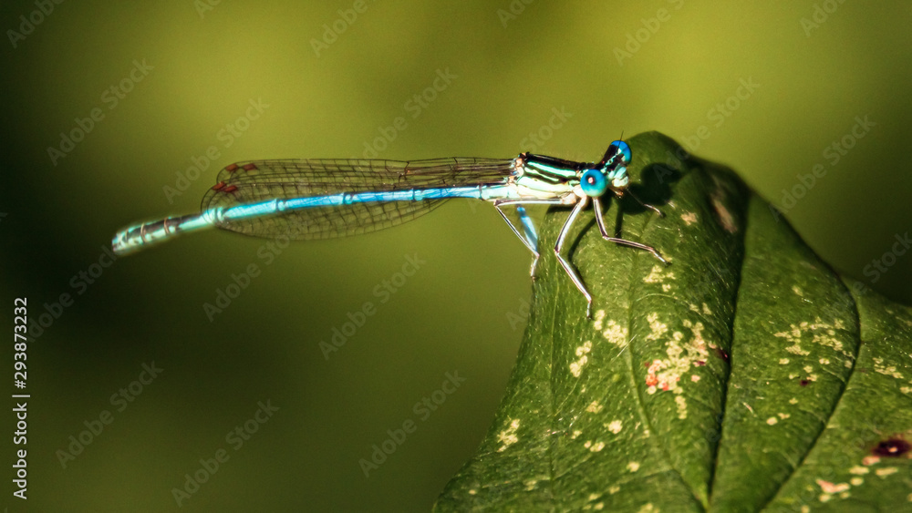 Macro of a beautiful dragonfly on a branch Macro of a beautiful dragonfly on a branch