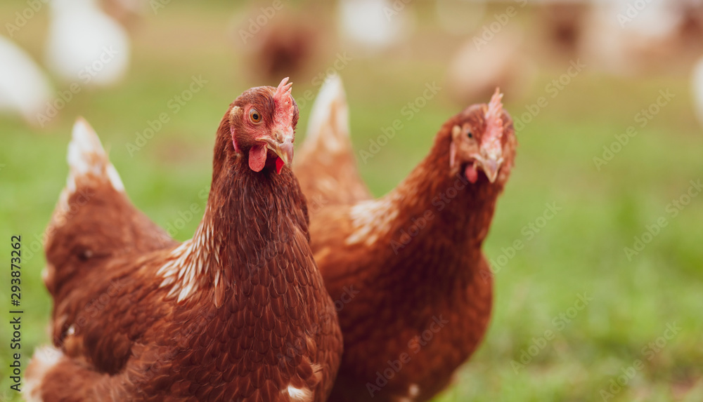 Happy hens on an organic farm - Chicken Portrait - obrazy, fototapety, plakaty 