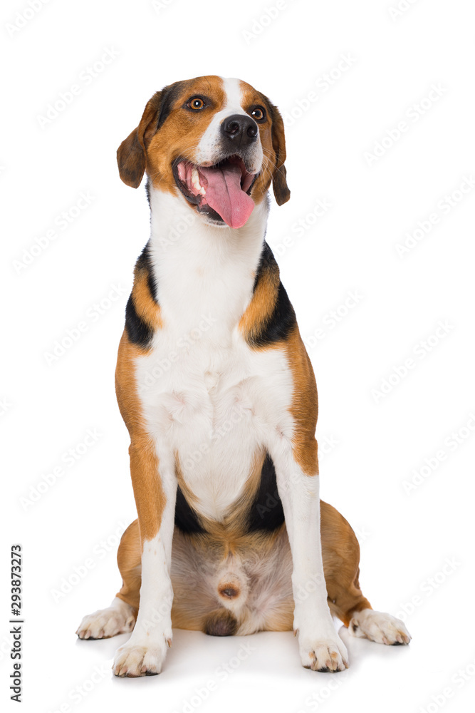 Mixed breed dog sitting on white background