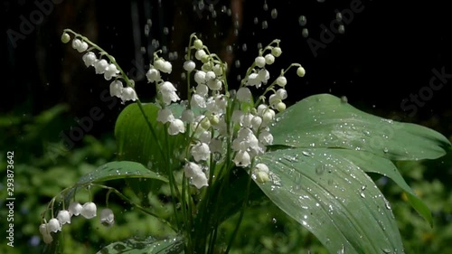 Jets of water flow down the bush of lily-of-the-valley flowers. Slow motion, slowed down 20 times