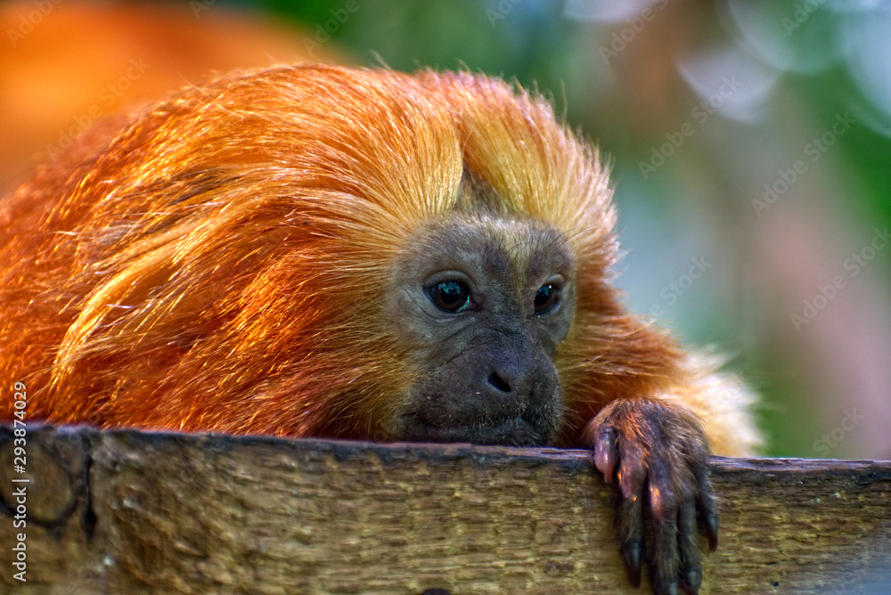 The golden lion tamarin The golden lion tamarin