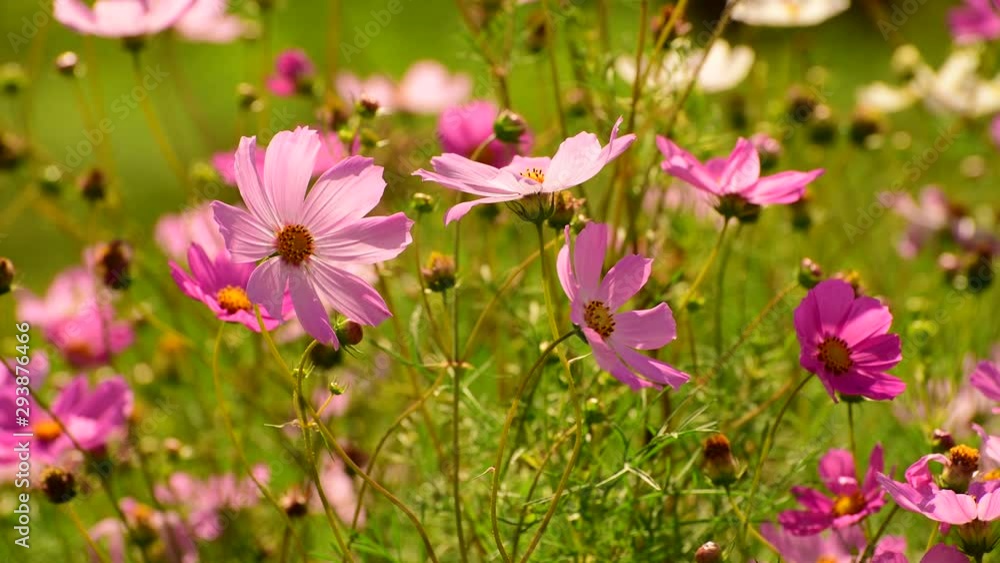 The Beautiful large pink daisies outdoors The Beautiful large pink daisies outdoors