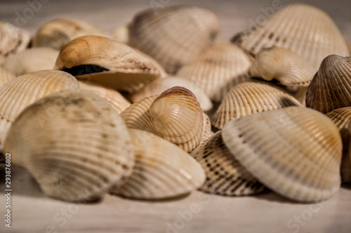 close-up seashells on a wooden table
