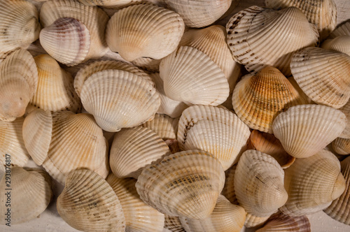 seashells background, close-up of seashells. summer time concept