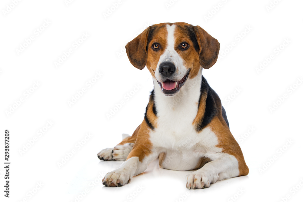 Mixed breed dog lying on white background Mixed breed dog lying on white background