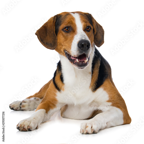 Mixed breed dog lying on white background © DoraZett