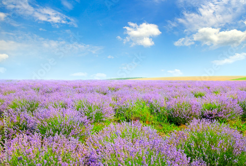 Blooming lavender in a field on a background of blue sky.