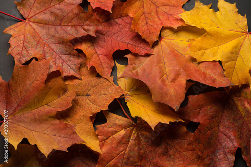 Beautiful autumn leaves on a black background