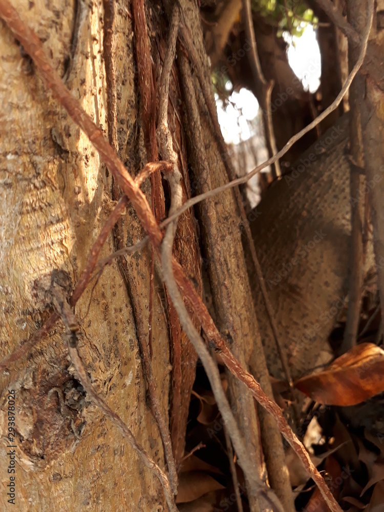 árbol árbol