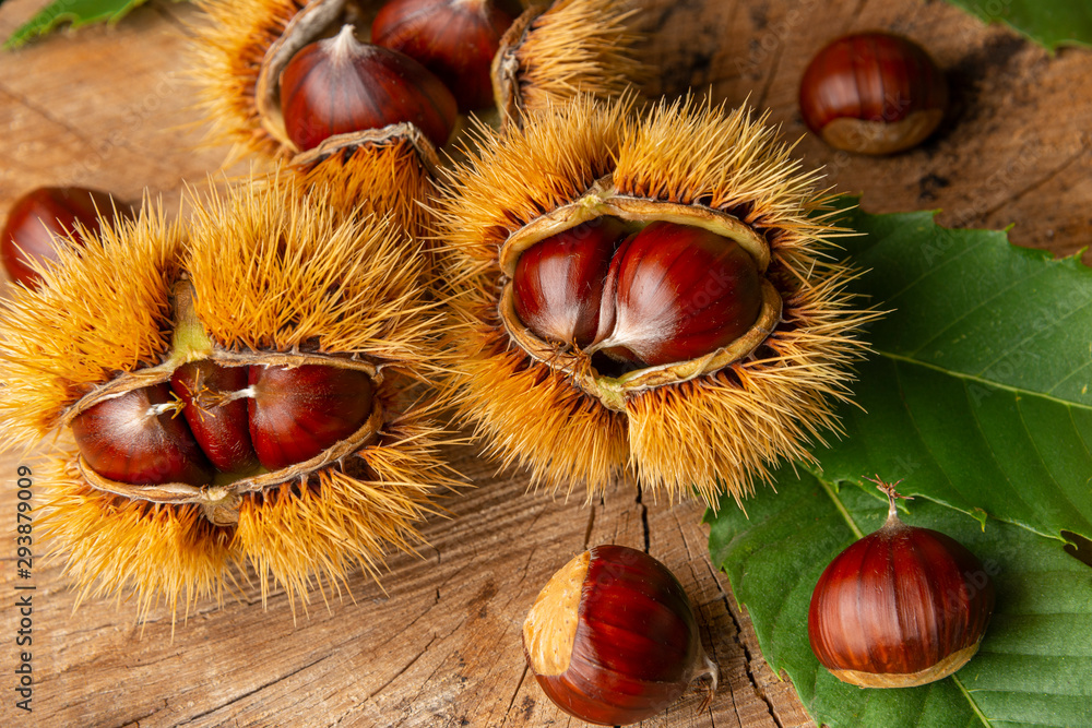 Sweet Chestnuts - Castanea sativa on an old wooden table Sweet Chestnuts - Castanea sativa on an old wooden table
