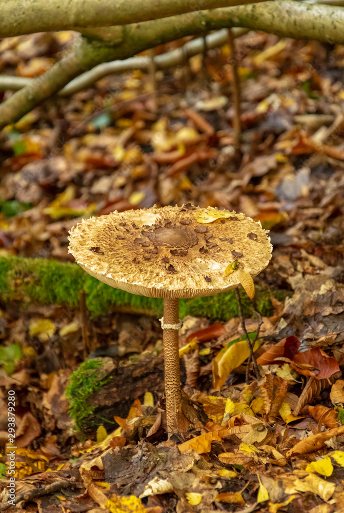 Mushroom in forest. Poisonous forest fungus Mushroom in forest. Poisonous forest fungus