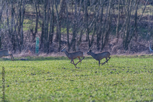 roe deer in the fields © Krzysztof