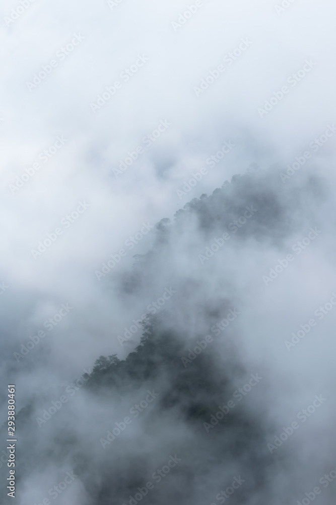 Creepy mysterious foggy view of dark forest in a mountain in Monterrey Mexico Chipinque exploring