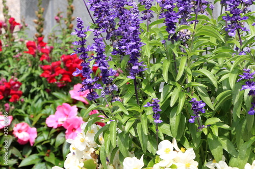 Blauer Gartensalbei in einem bunt-gemischten Blumenbeet im Sommer